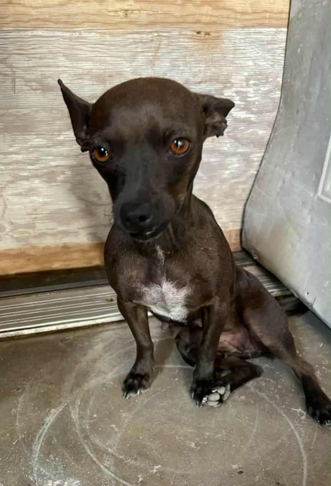 Butterscotch, Adopted, Adult Female Chihuahua.