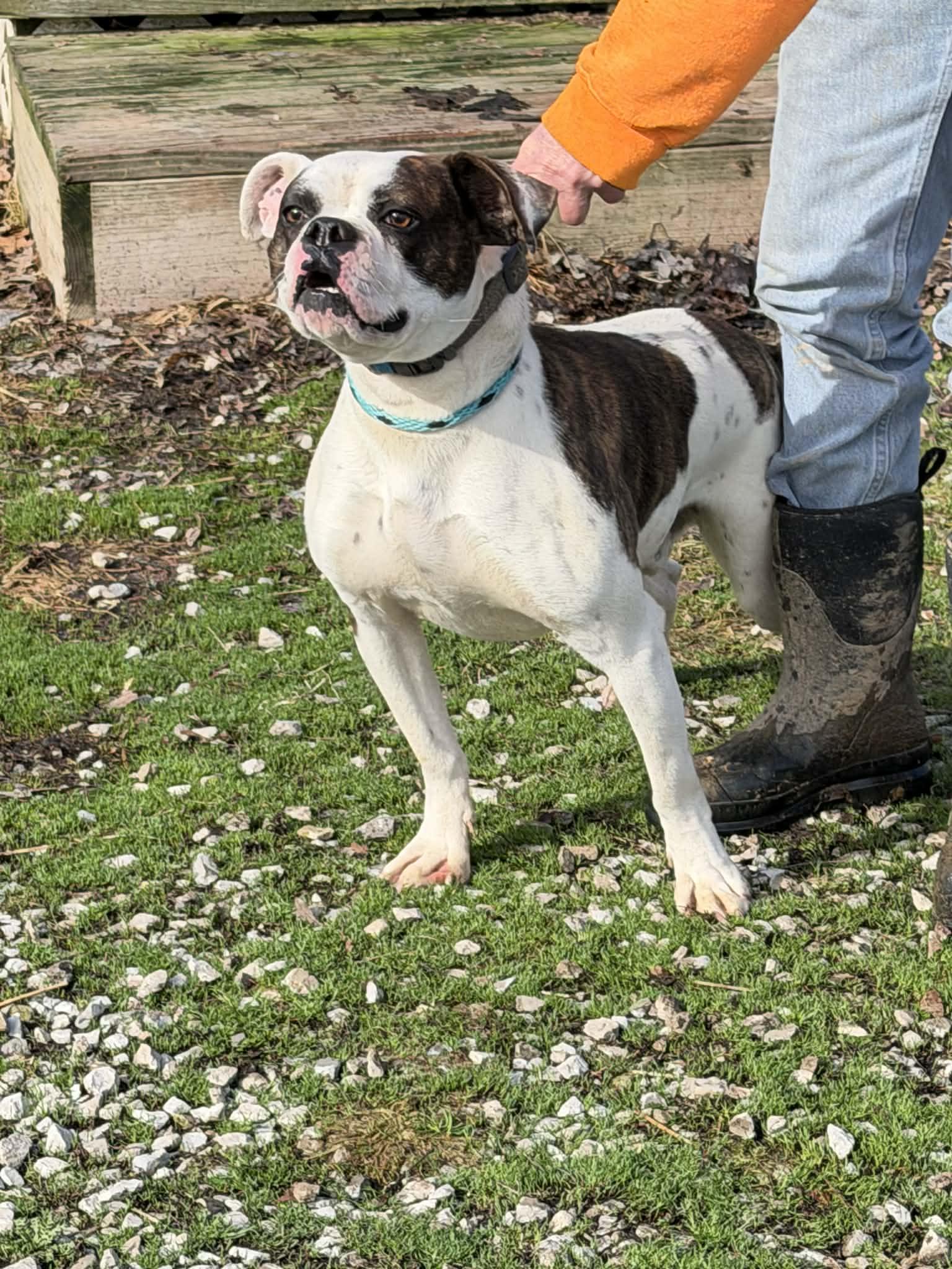 Eeyore, ADOPTABLE, Young Male American Bulldog.