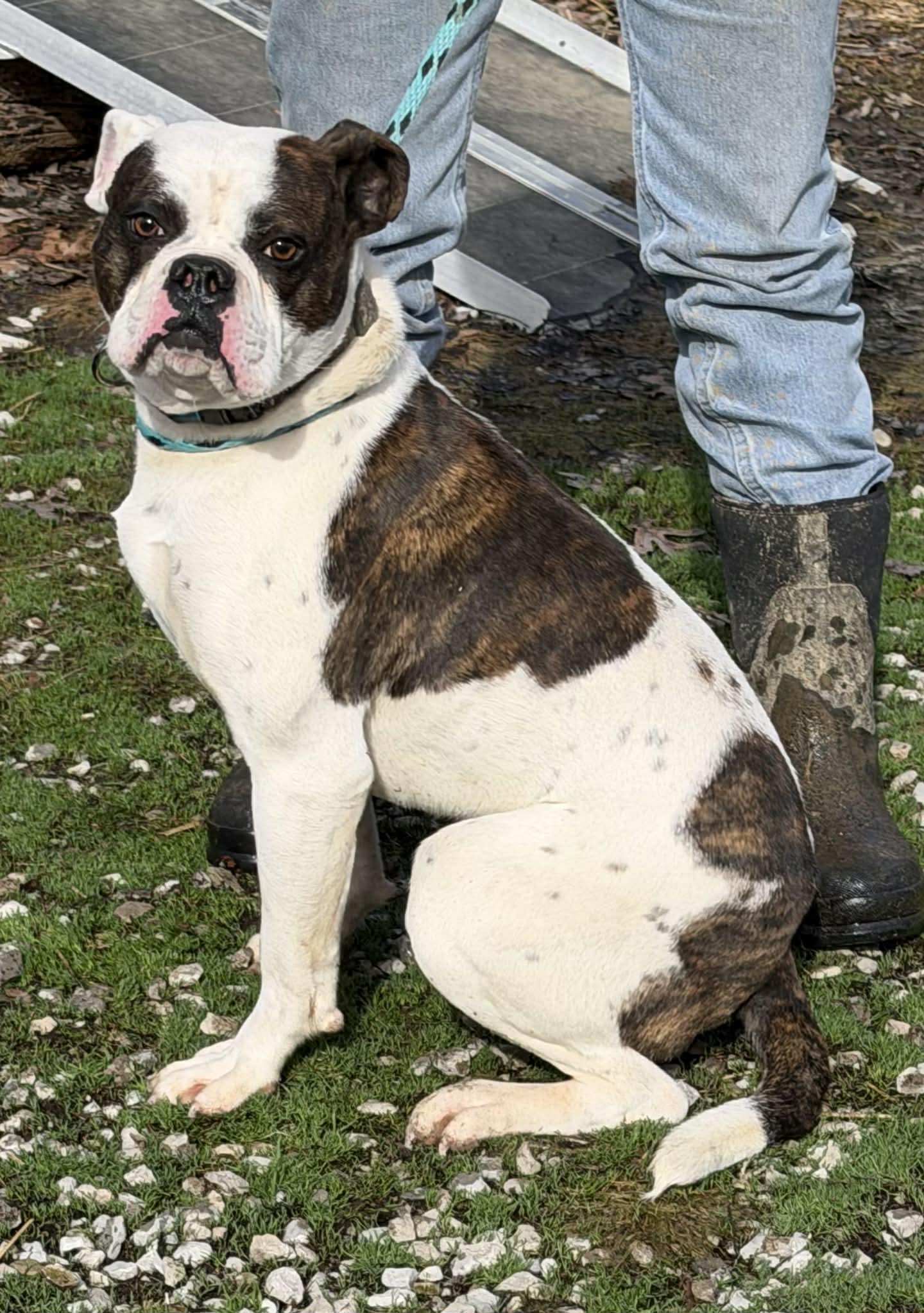 Eeyore, a ADOPTABLE American Bulldog in Zanesville, OH image 2/3