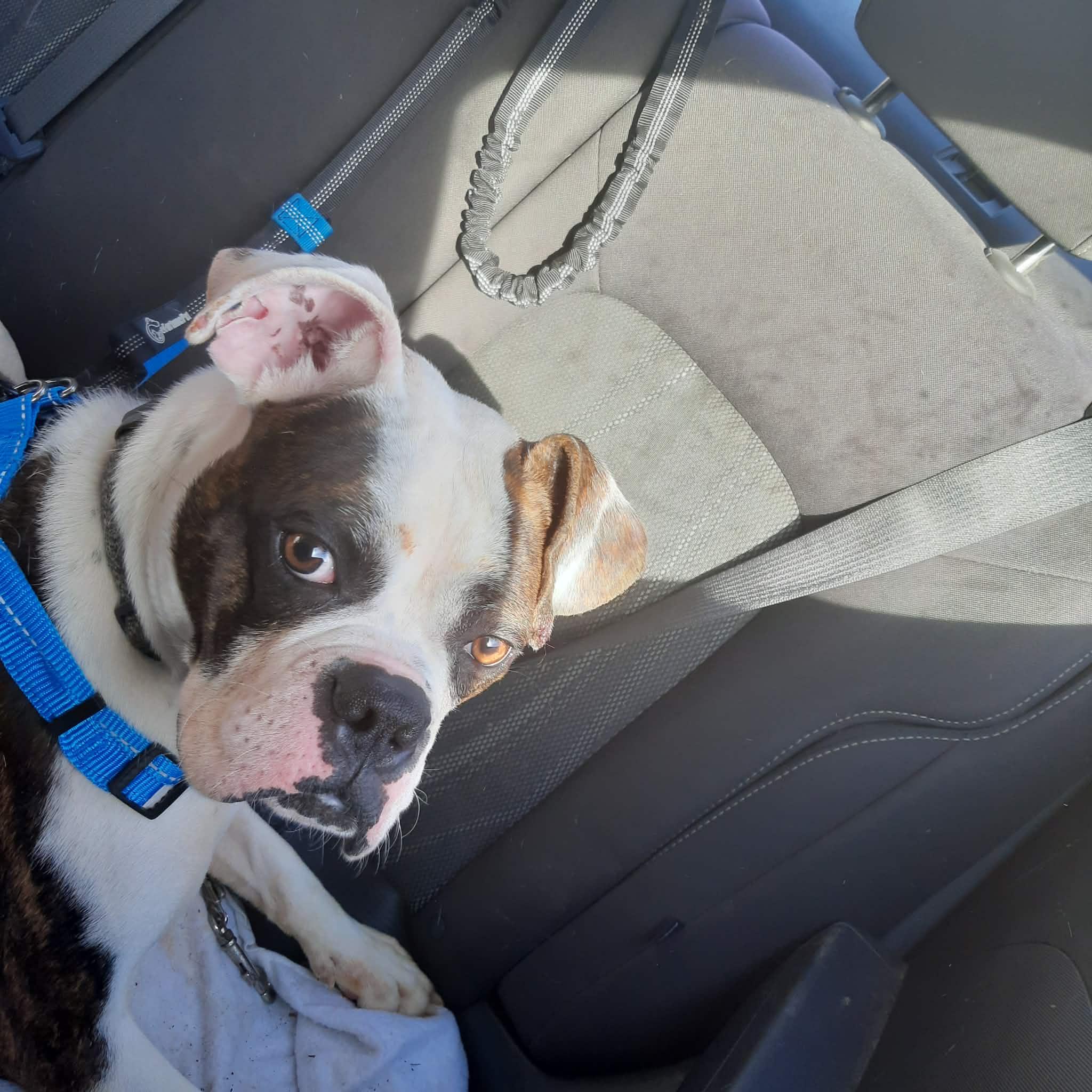 Eeyore, a ADOPTABLE American Bulldog in Zanesville, OH image 3/3