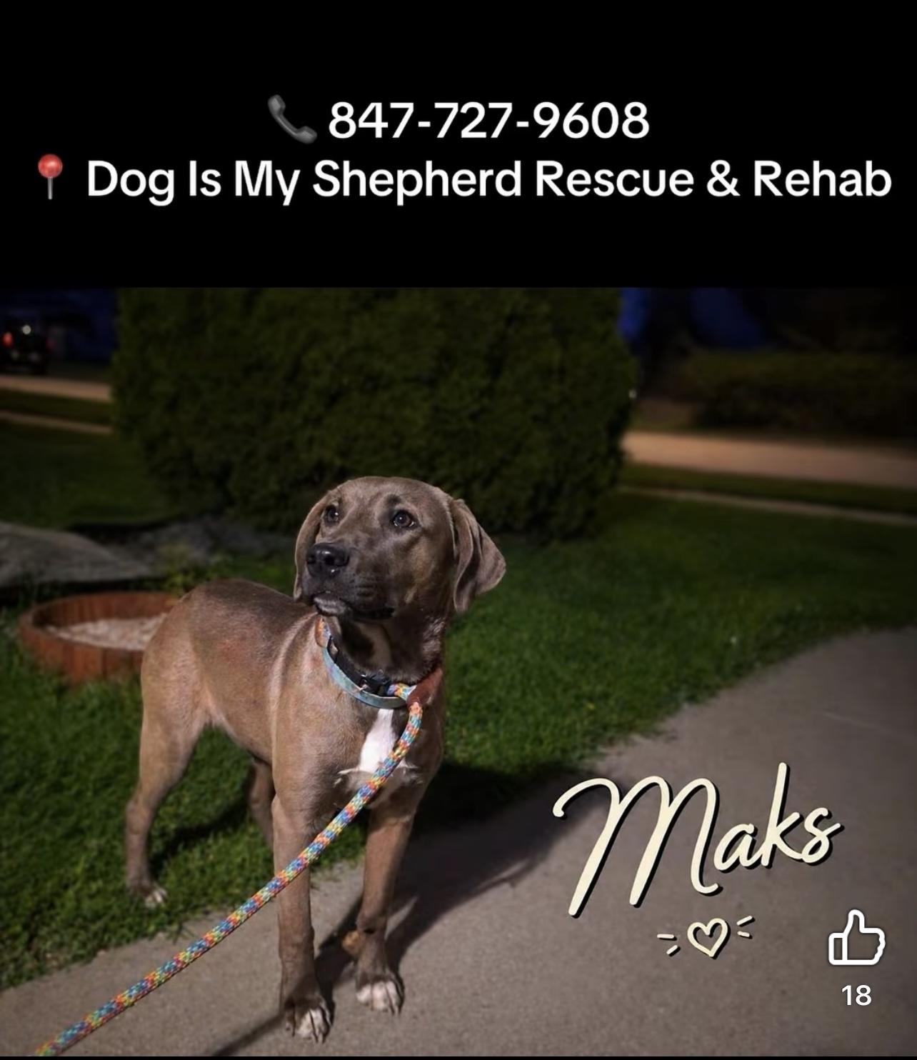Enlarge Maks , a ADOPTABLE mixed breed in Northlake, IL image 1/1
