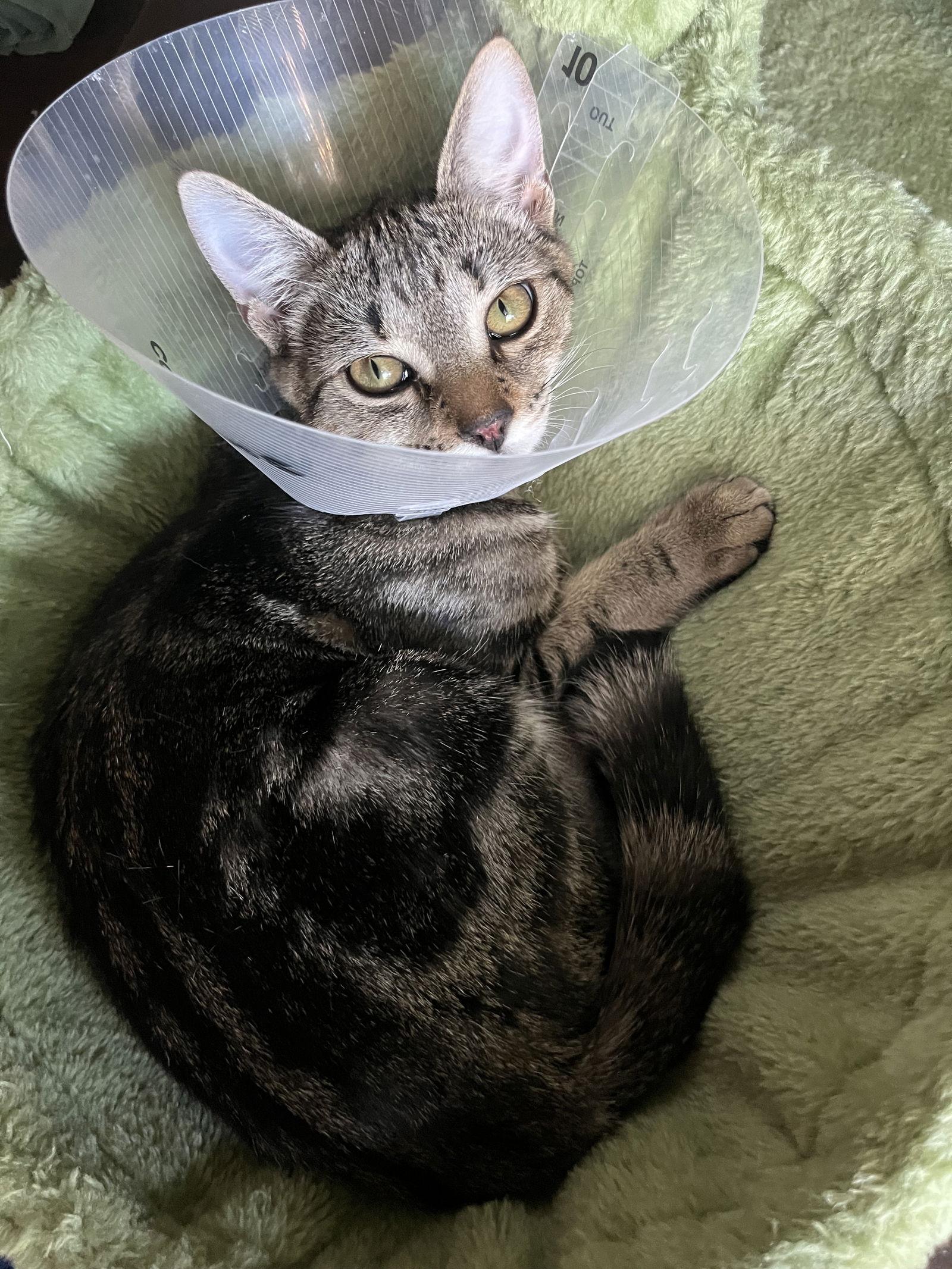 Enlarge Fiddy Pudding, a Adoptable mixed breed in Santa Clara, CA image 1/3