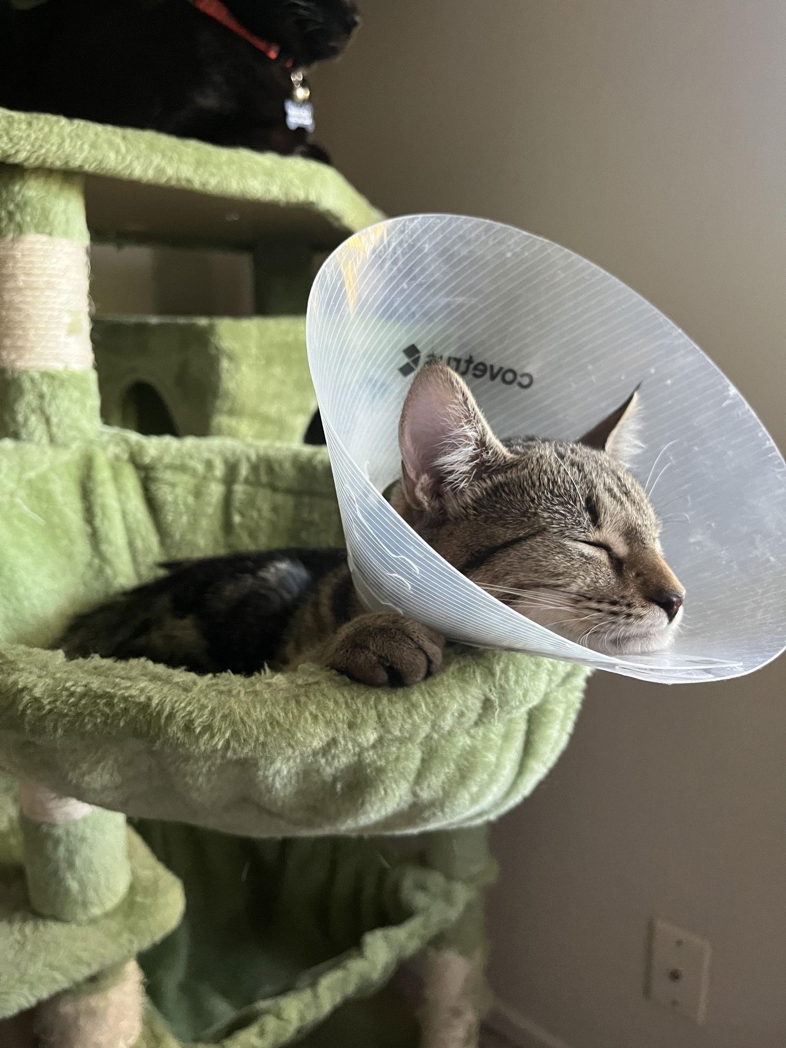 Fiddy Pudding — thumbnail 2