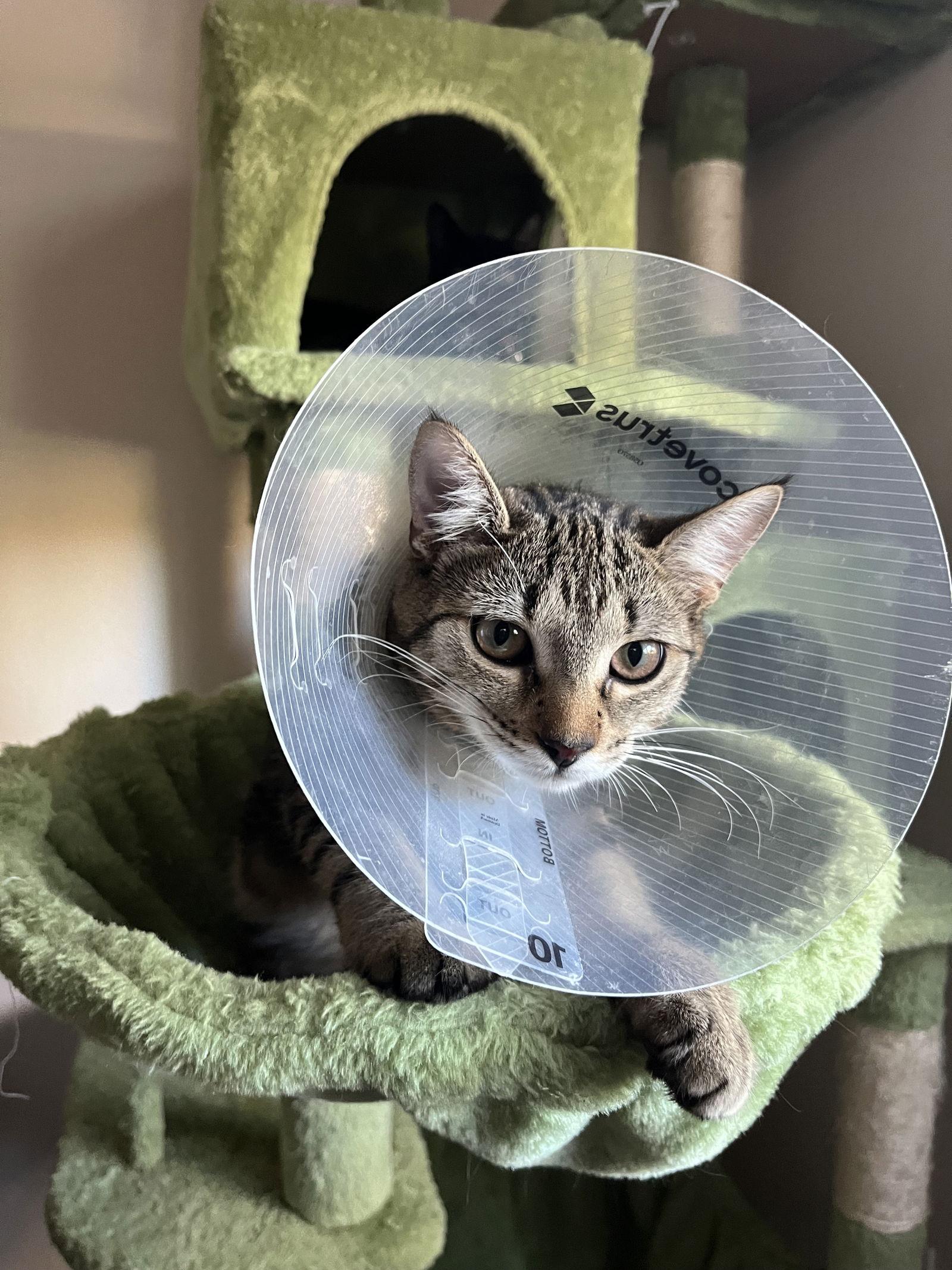 Enlarge Fiddy Pudding, a Adoptable mixed breed in Santa Clara, CA image 3/3