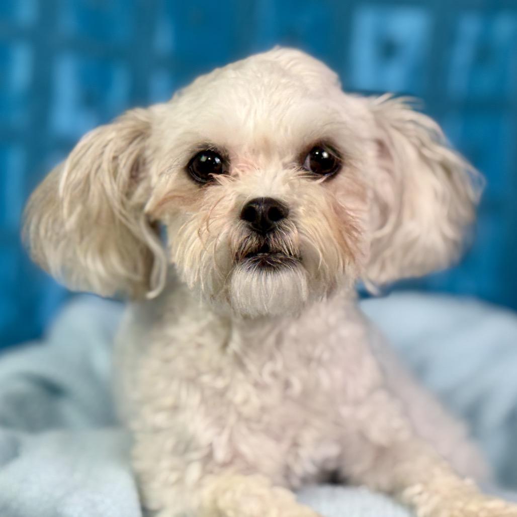Bunny and Teddy: Bonded Pair, Adoptable, Young Female Shih Tzu.