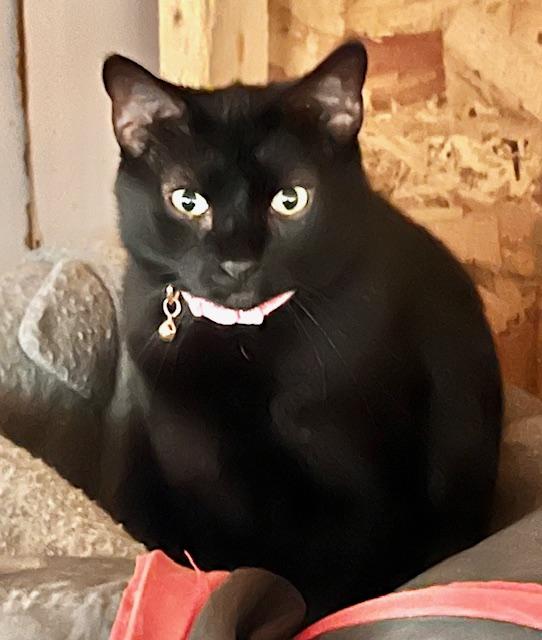 MOLLY, Adoptable, Young Female Domestic Short Hair.