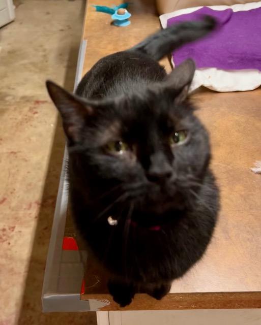 MOLLY, Adoptable, Young Female Domestic Short Hair.