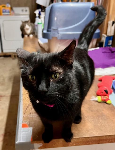 Enlarge MOLLY, a Adoptable Domestic Short Hair in Lake Ozark, MO image 4/4