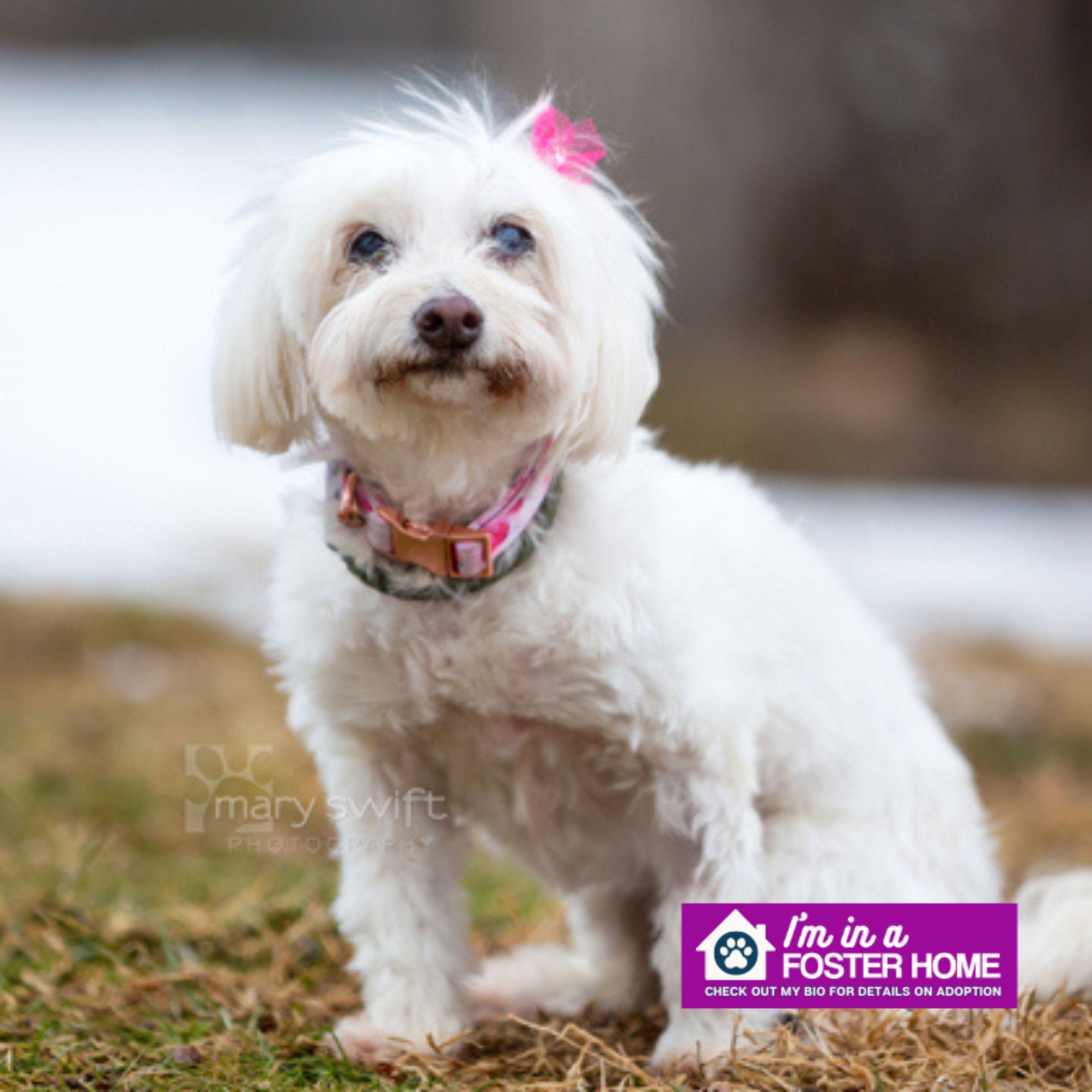 Sassy, adoptable, Senior Female Mixed Breed.