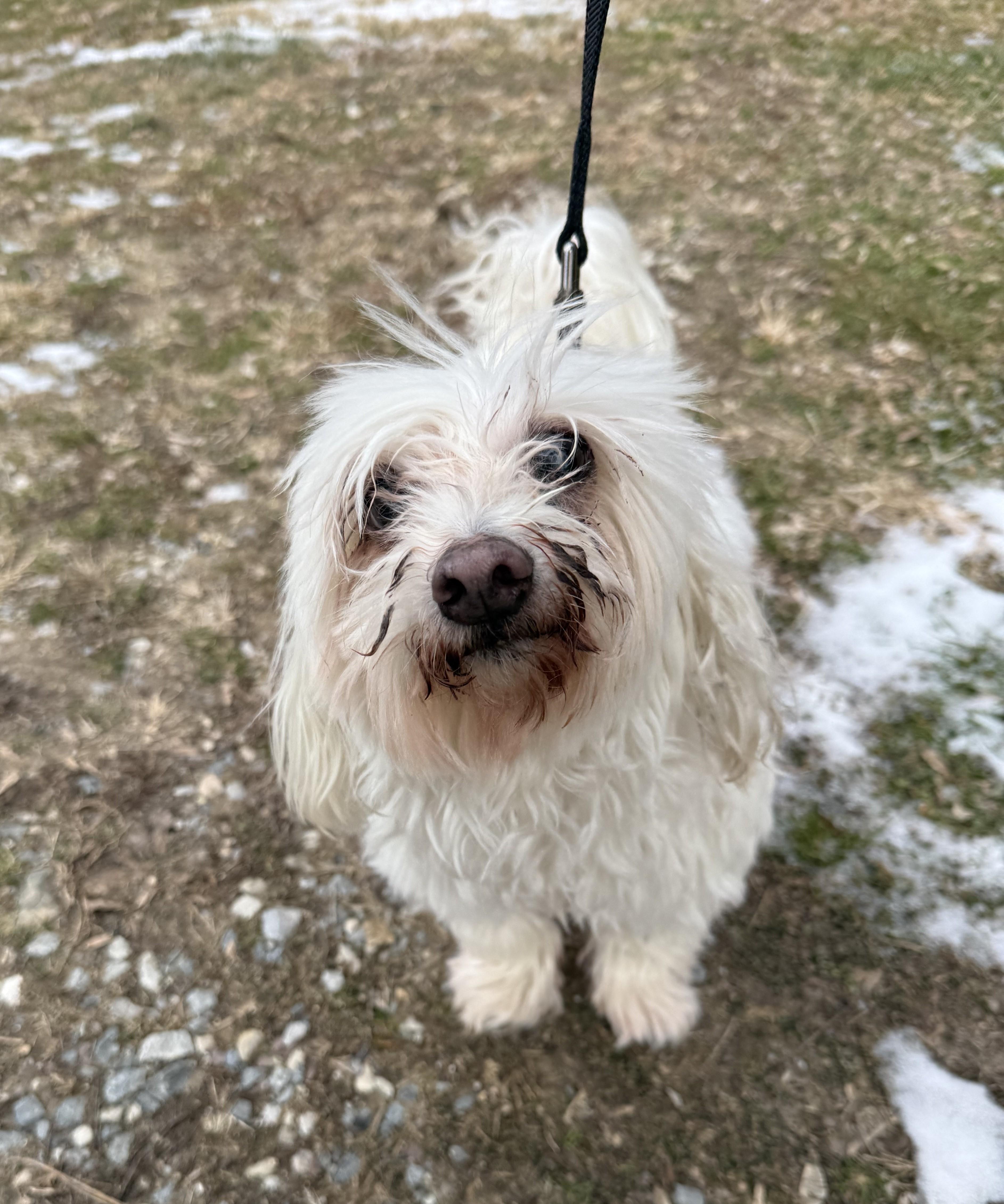 Enlarge Sassy, an adoptable mixed breed in Reisterstown, MD image 3/3