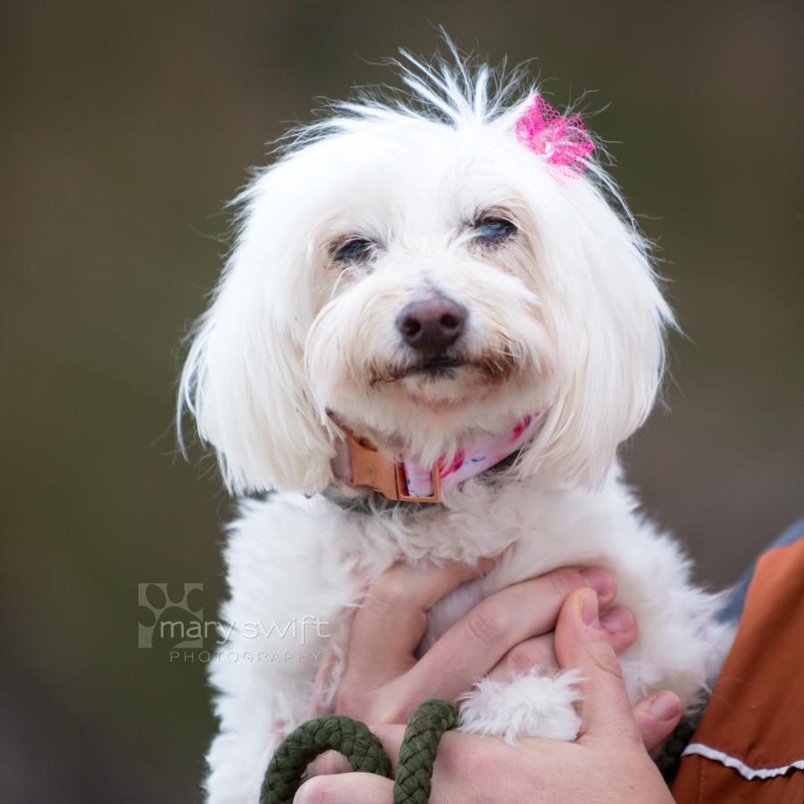 Enlarge Sassy, an adoptable mixed breed in Reisterstown, MD image 2/3