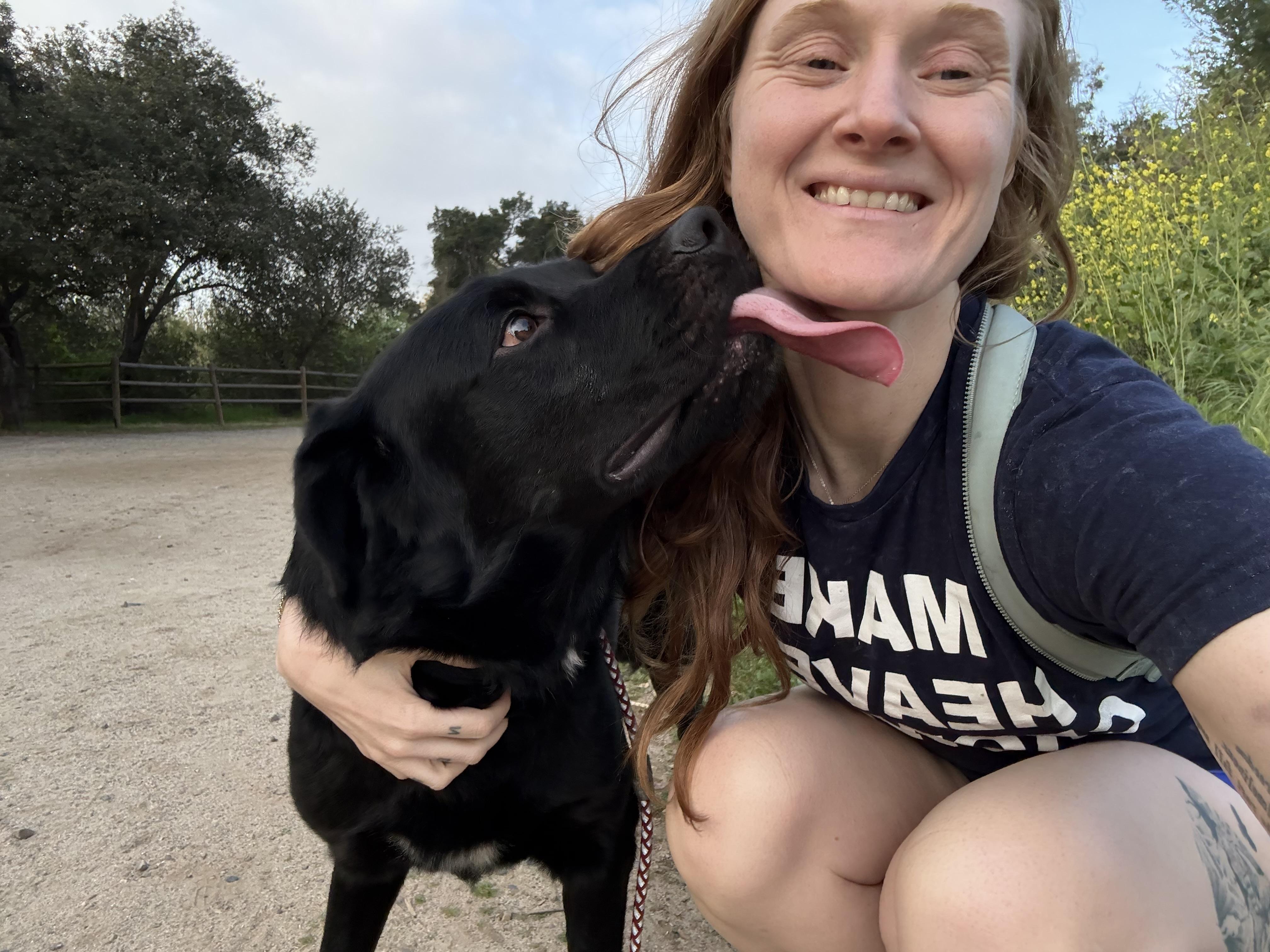Atlas, ADOPTABLE, Adult Male Black Labrador Retriever & Newfoundland Dog.