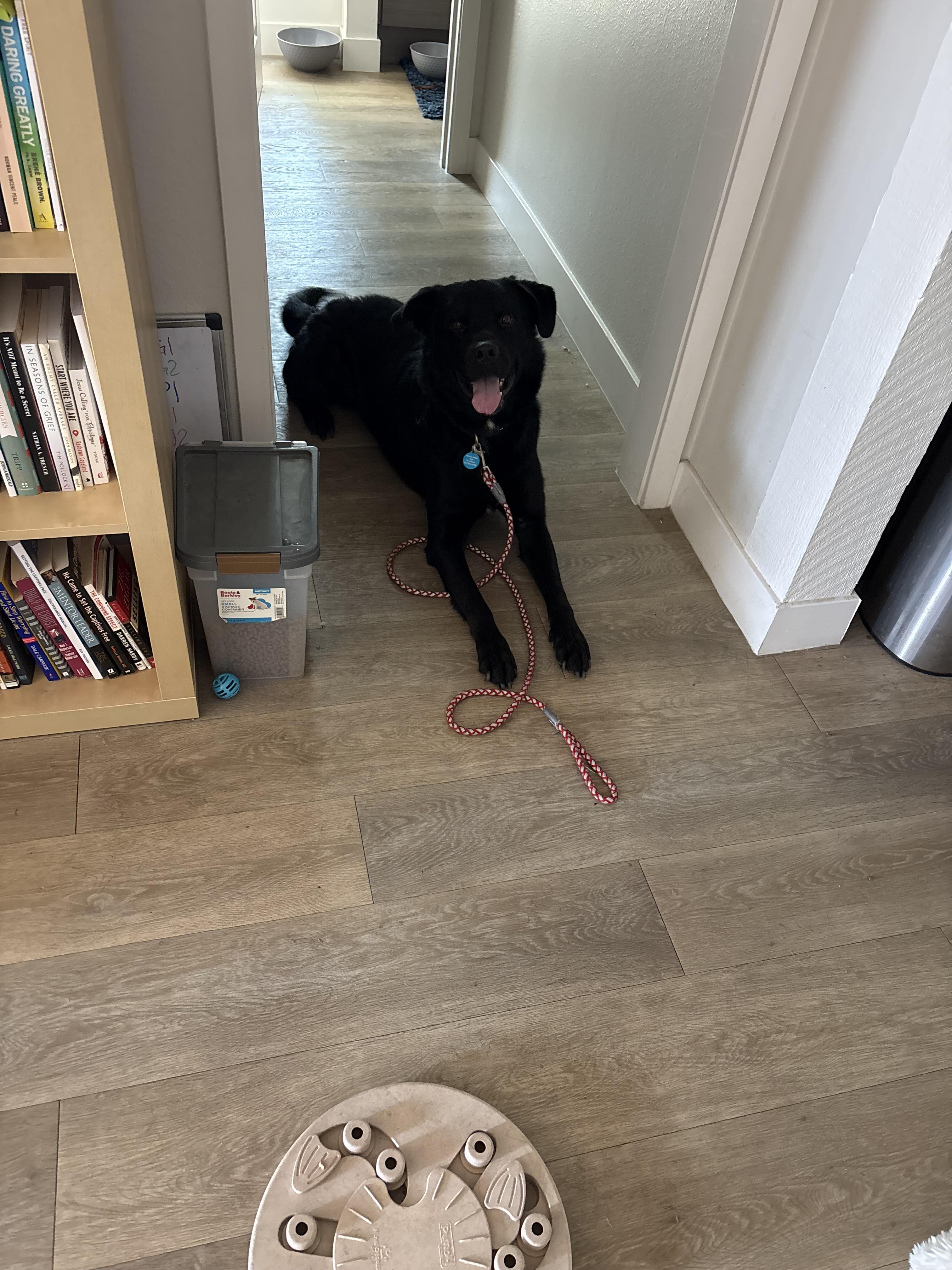 Enlarge Atlas, a ADOPTABLE mixed breed in Corona, CA image 3/4