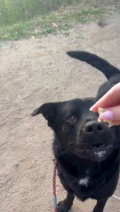 Enlarge Atlas, a ADOPTABLE mixed breed in Corona, CA video 1/4