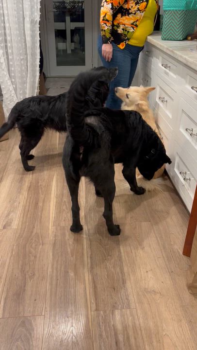 Enlarge Atlas, a ADOPTABLE mixed breed in Corona, CA video 4/4