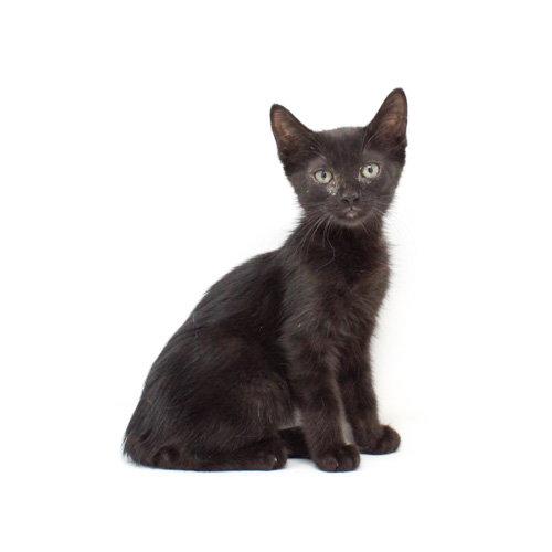 Hart, Adopted, Kitten Female Domestic Short Hair.
