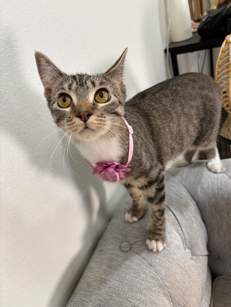 Cat for adoption Aphrodite Gataki, a Domestic Short Hair Mix in