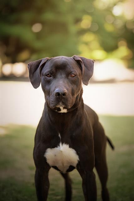 Enlarge ZEUS, a Adoptable mixed breed in Belleville, IL image 1/1