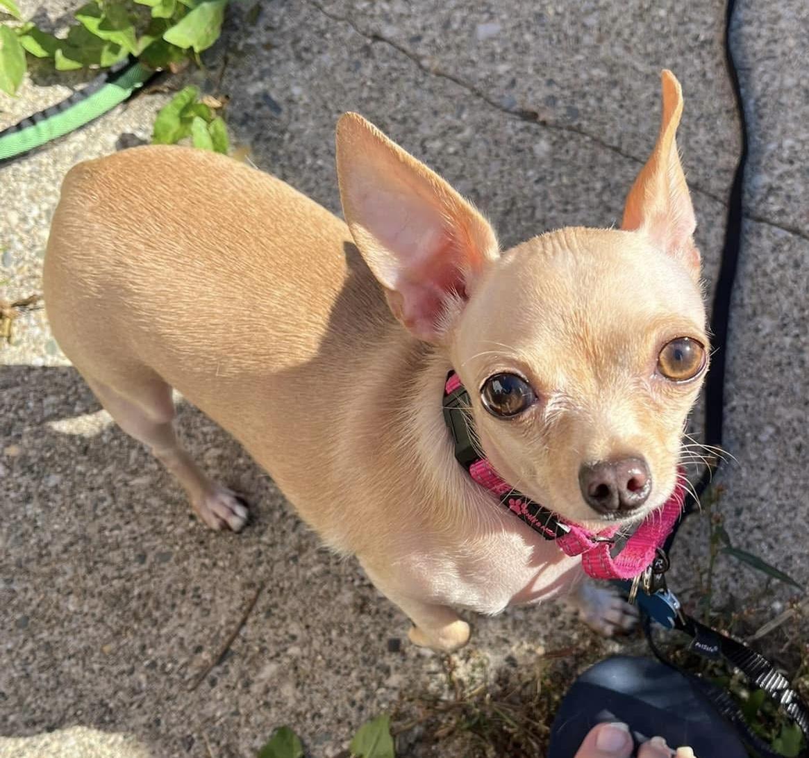 Enlarge Agatha, a Adoptable Chihuahua in Grosse Pointe Park, MI image 2/3