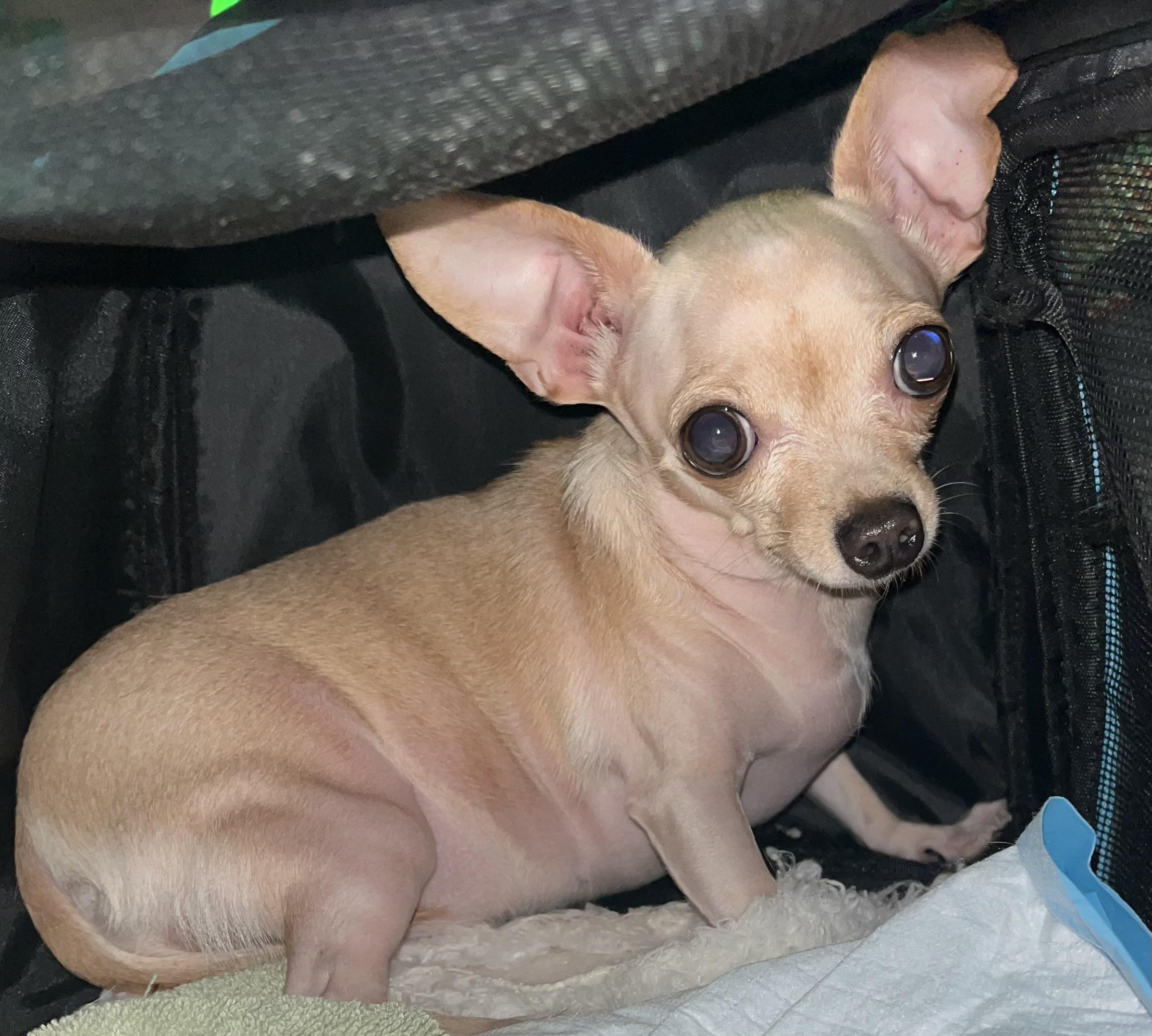 Agatha, Adoptable, Adult Female Chihuahua.