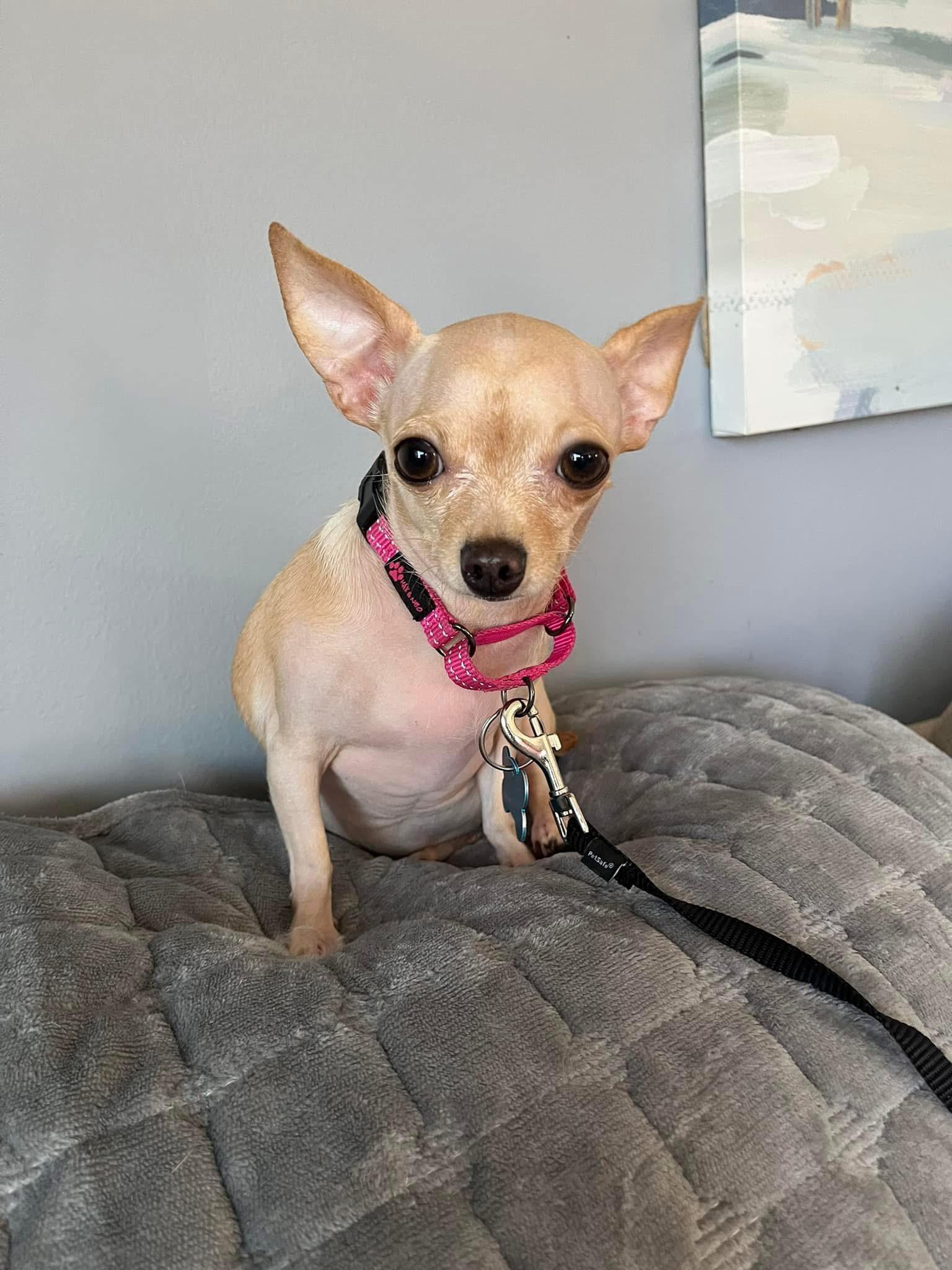 Enlarge Agatha, a Adoptable Chihuahua in Grosse Pointe Park, MI image 3/3