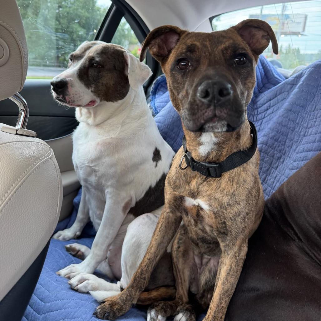 Kim, Adoptable, Young Female Boxer & American Staffordshire Terrier.