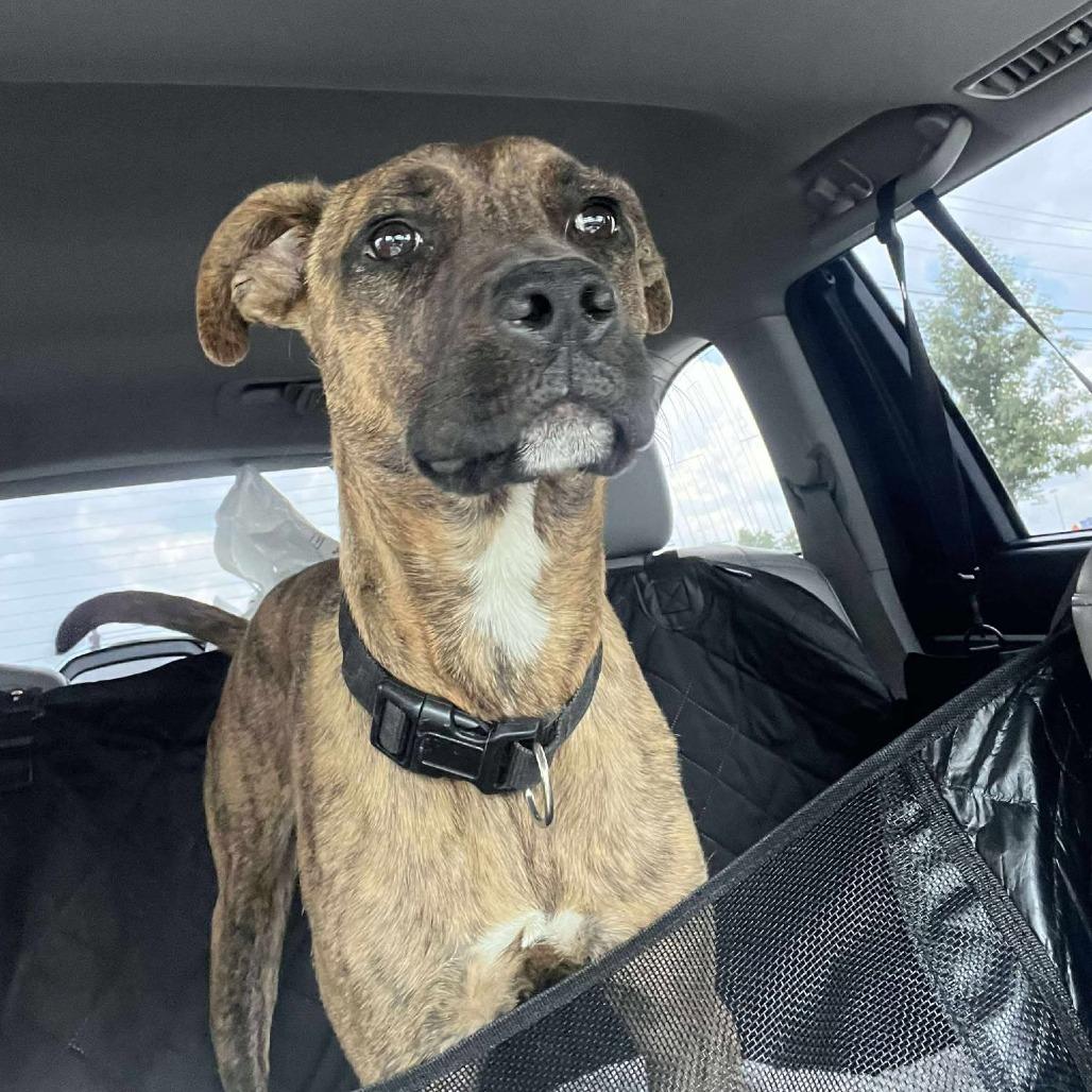 Enlarge Kim, a Adoptable mixed breed in Memphis, TN image 2/3