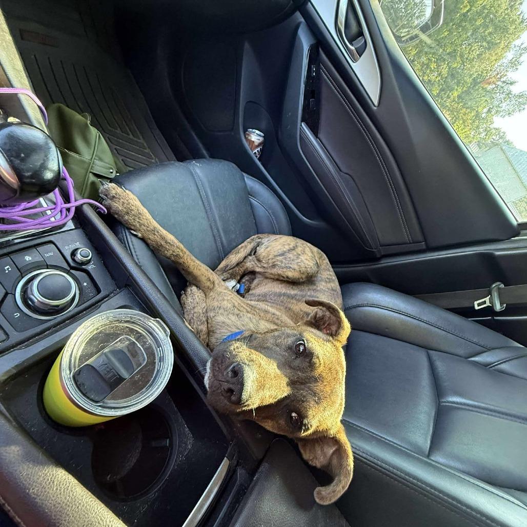 Enlarge Kim, a Adoptable mixed breed in Memphis, TN image 3/3