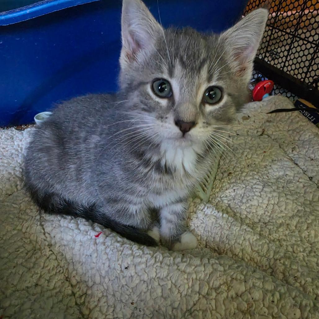 Cristal, Adoptable, Kitten Female Domestic Short Hair.
