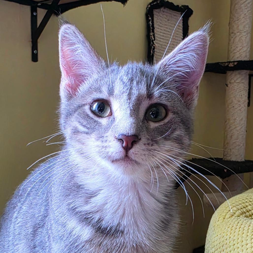 Enlarge Cristal, a Adoptable Domestic Short Hair in Grinnell, IA image 2/2