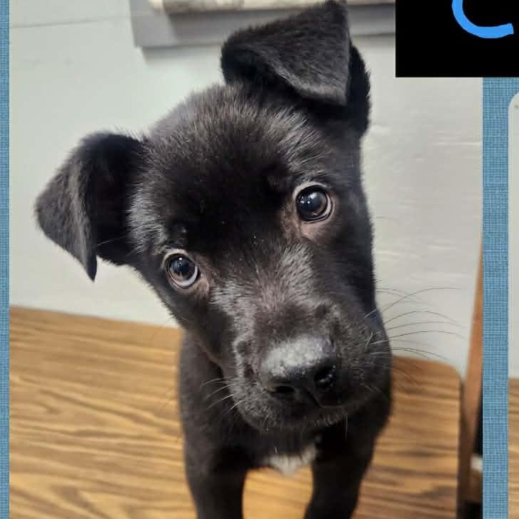 Chipmunk, Adoptable, Puppy Male Labrador Retriever.
