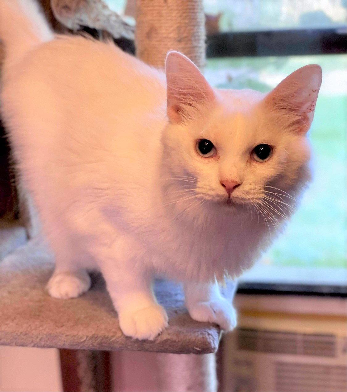 Uno, Adopted, Young Male Ragdoll.