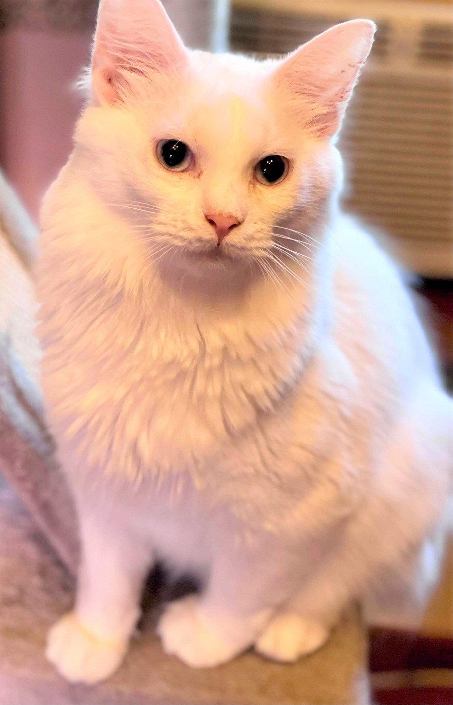 Enlarge Uno, a Adopted Ragdoll in Piedmont, MO image 2/3