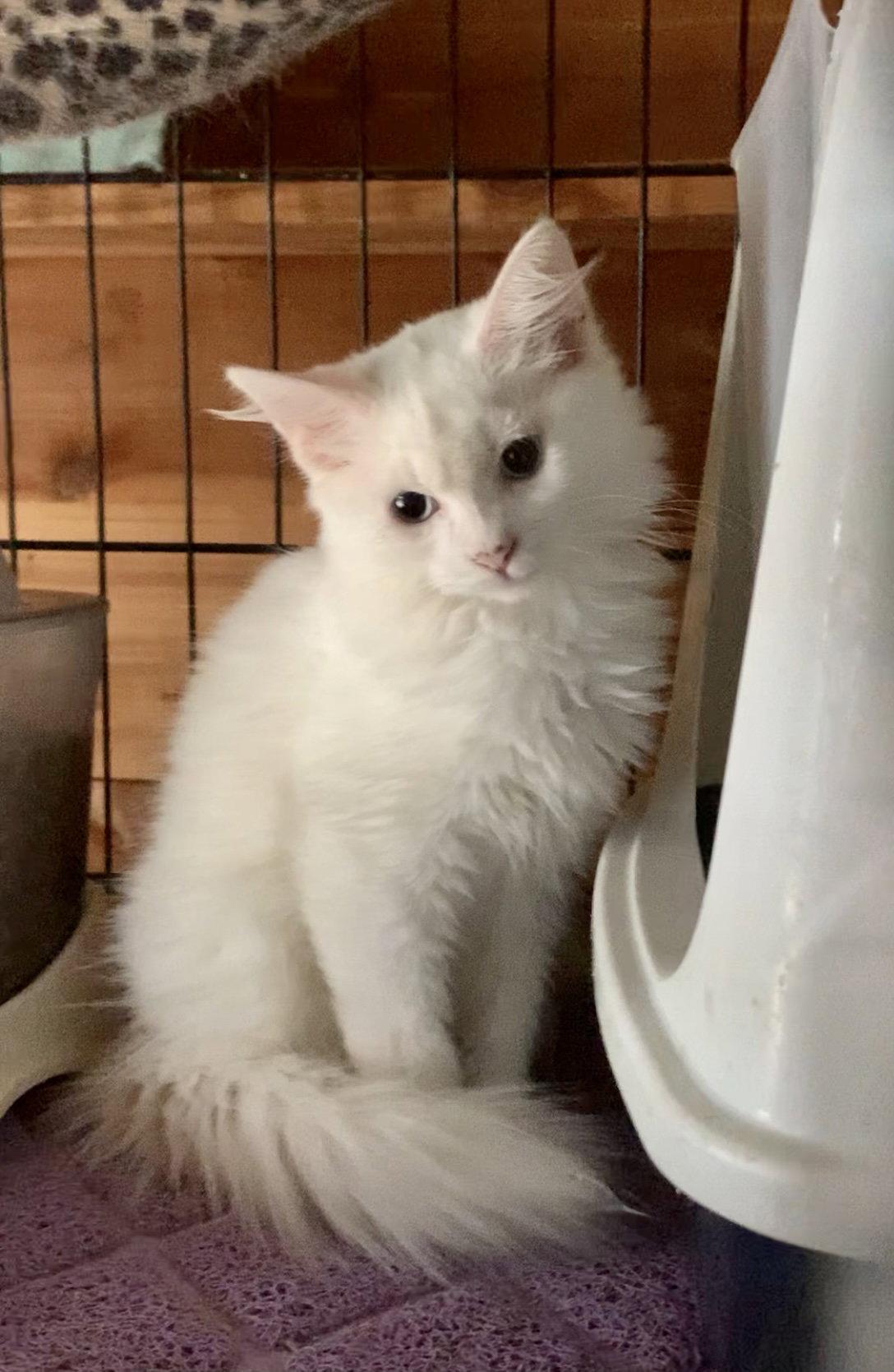 Enlarge Uno, a Adopted Ragdoll in Piedmont, MO image 3/3