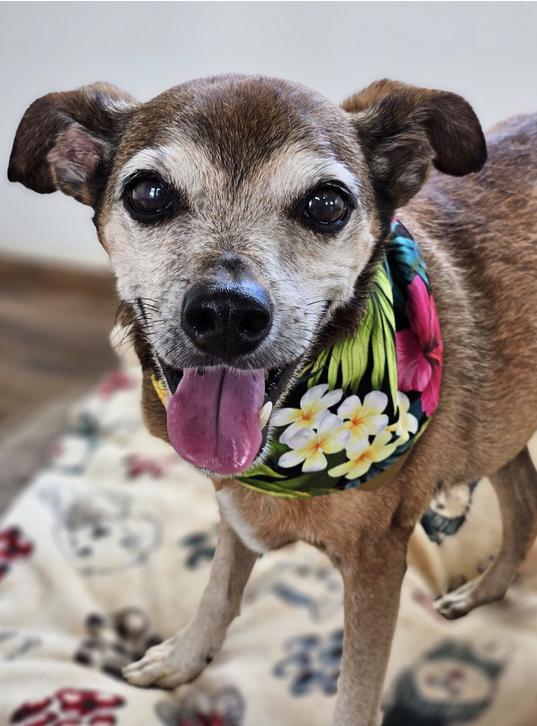 Marky, Senior Male Miniature Pinscher