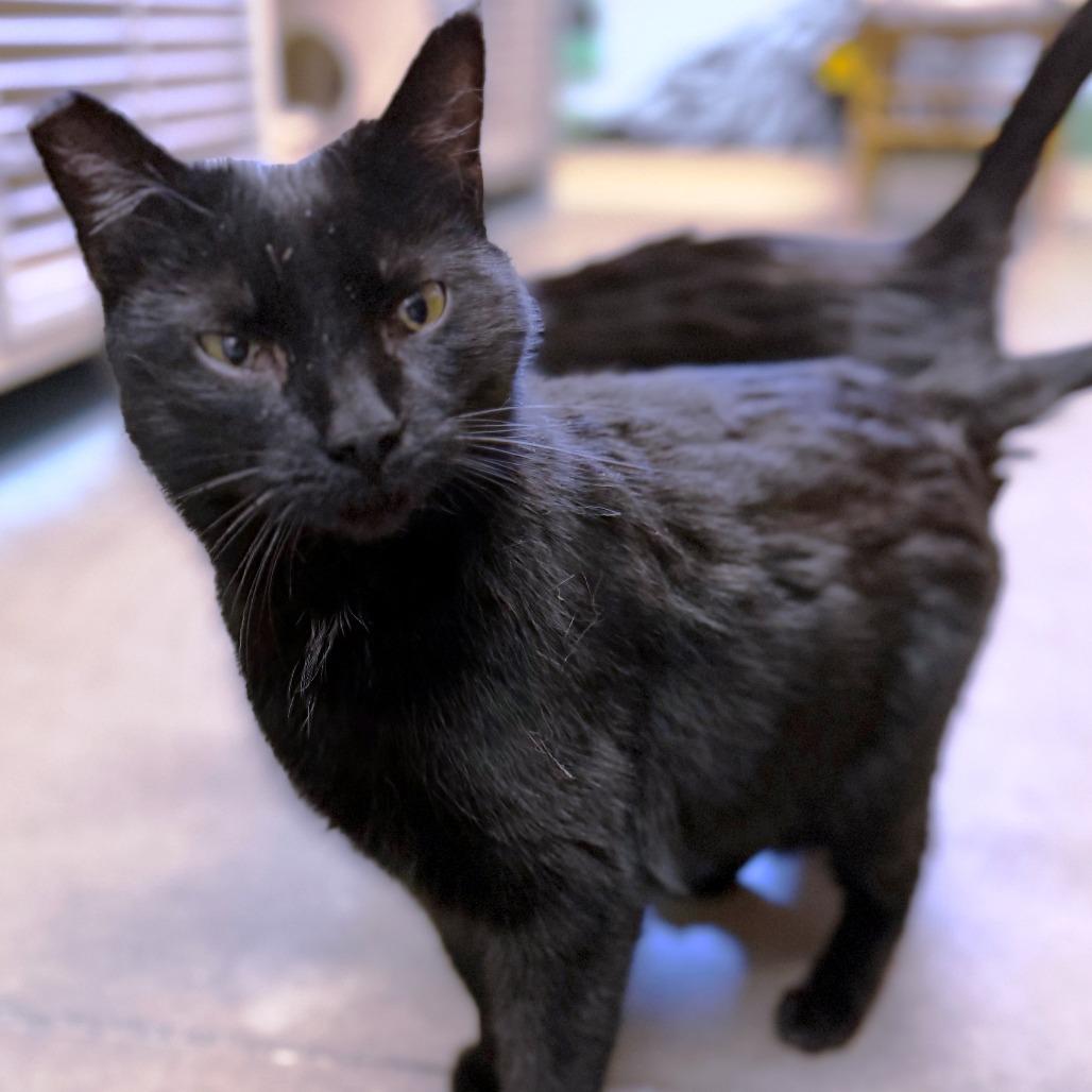 Diva, Adoptable, Young Female Domestic Medium Hair.