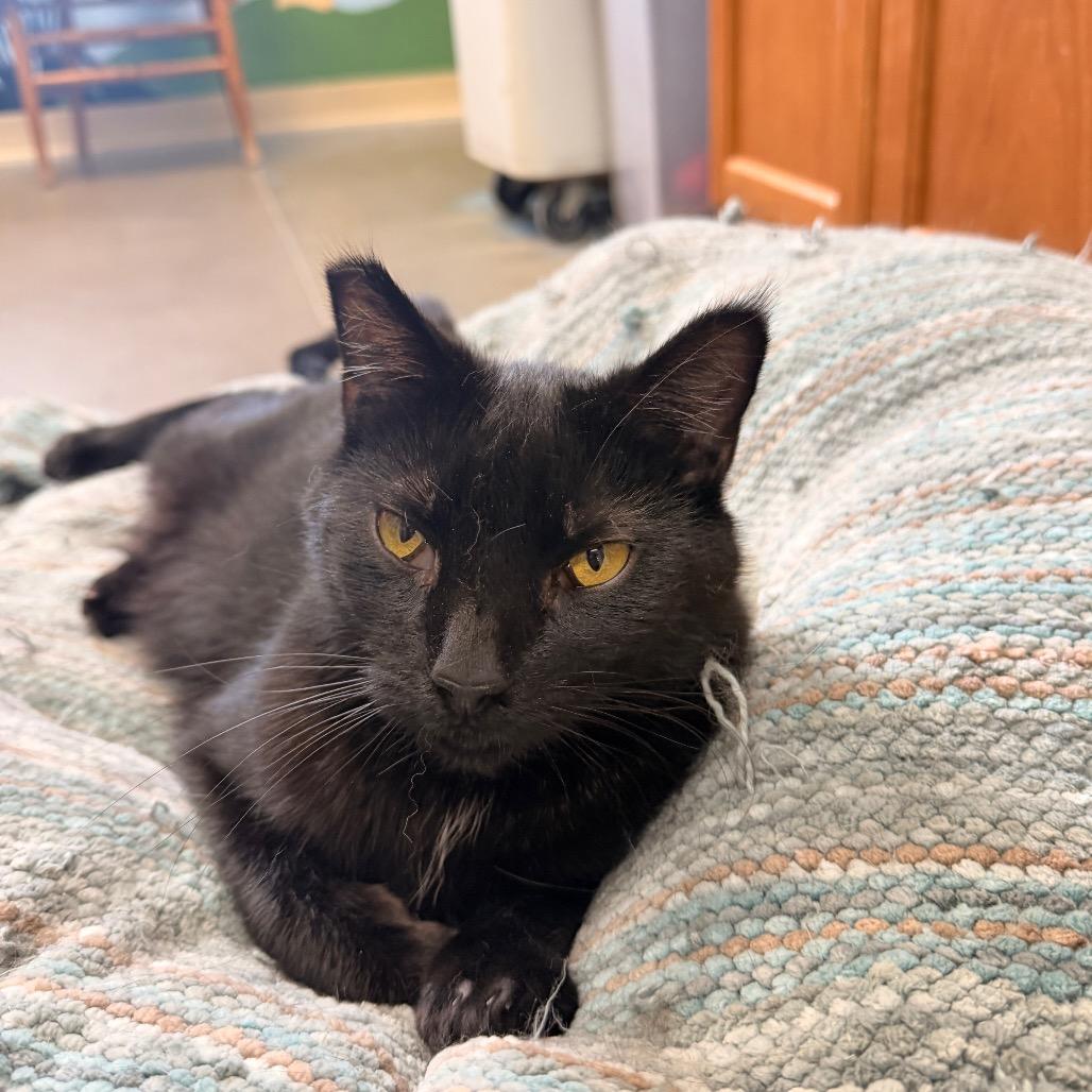 Diva, Adoptable, Adult Female Domestic Medium Hair.
