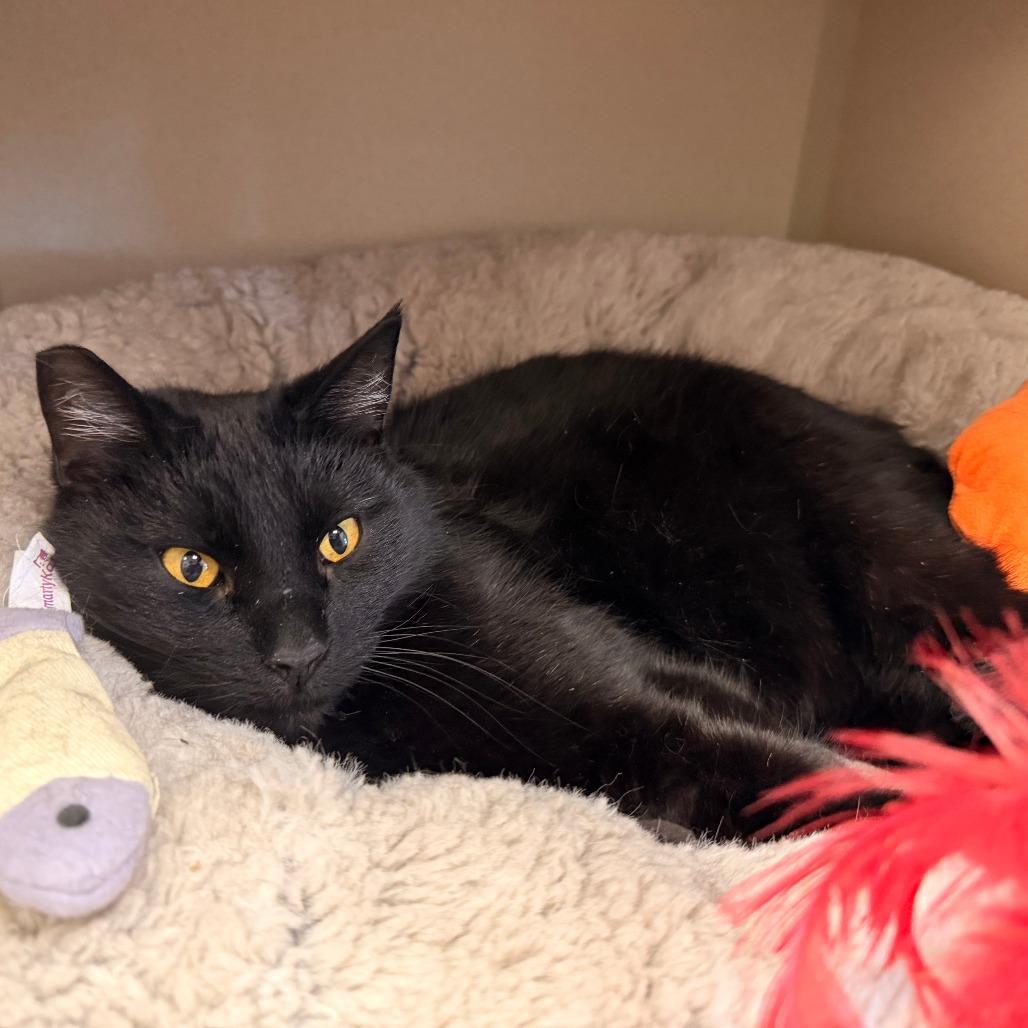 Diva, Adoptable, Young Female Domestic Medium Hair.