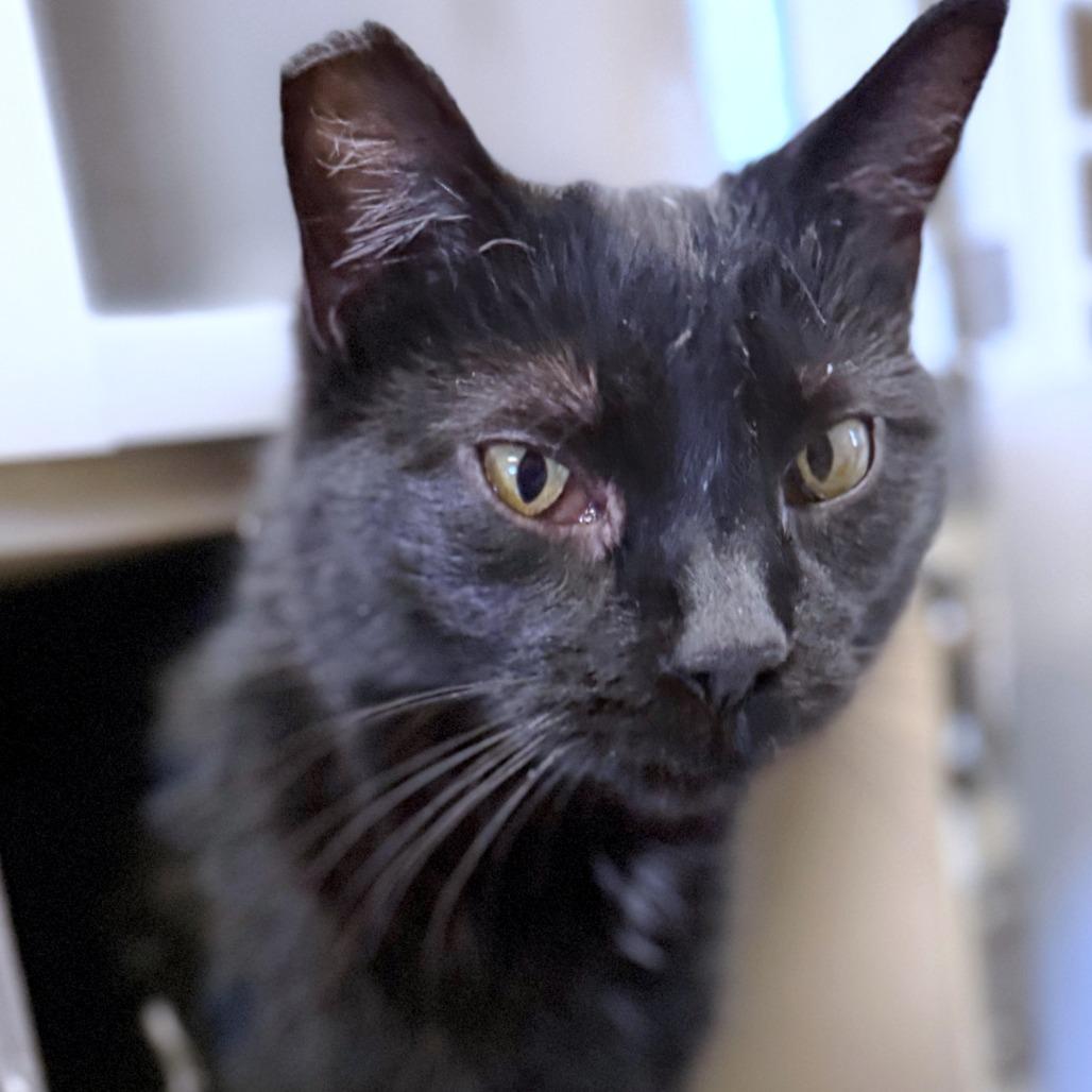 Diva, a Adoptable Domestic Medium Hair in Pagosa Springs, CO image 2/4