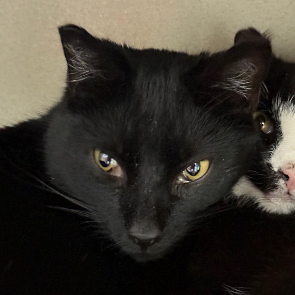 Diva, a Adoptable Domestic Medium Hair in Pagosa Springs, CO image 3/4