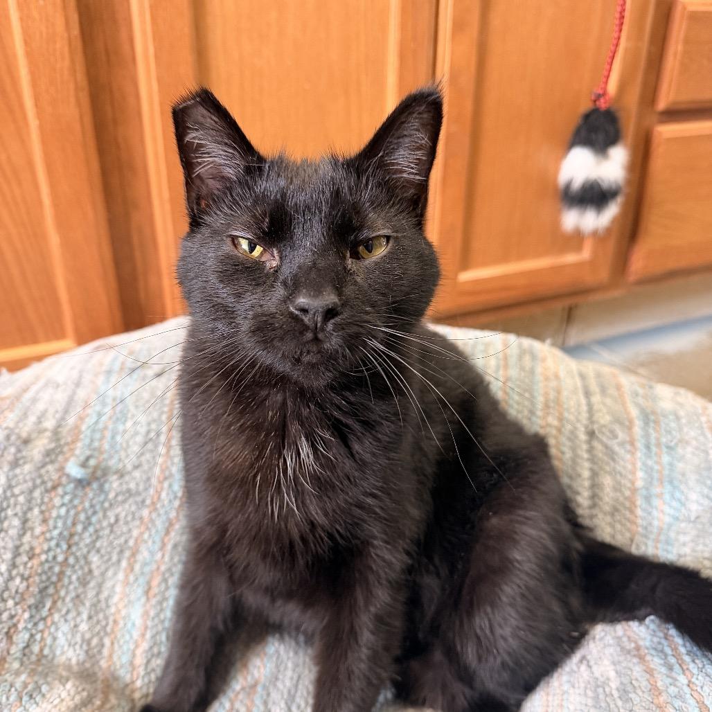 Diva, a Adoptable Domestic Medium Hair in Pagosa Springs, CO image 3/5