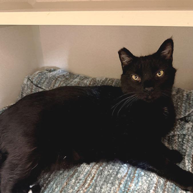 Diva, a Adoptable Domestic Medium Hair in Pagosa Springs, CO image 4/4