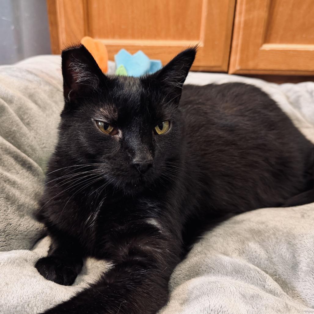 Enlarge Diva, a Adoptable Domestic Medium Hair in Pagosa Springs, CO image 4/6