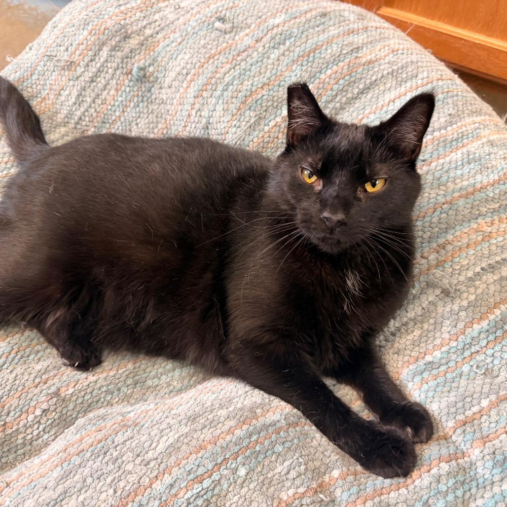 Diva, a Adoptable Domestic Medium Hair in Pagosa Springs, CO image 4/5
