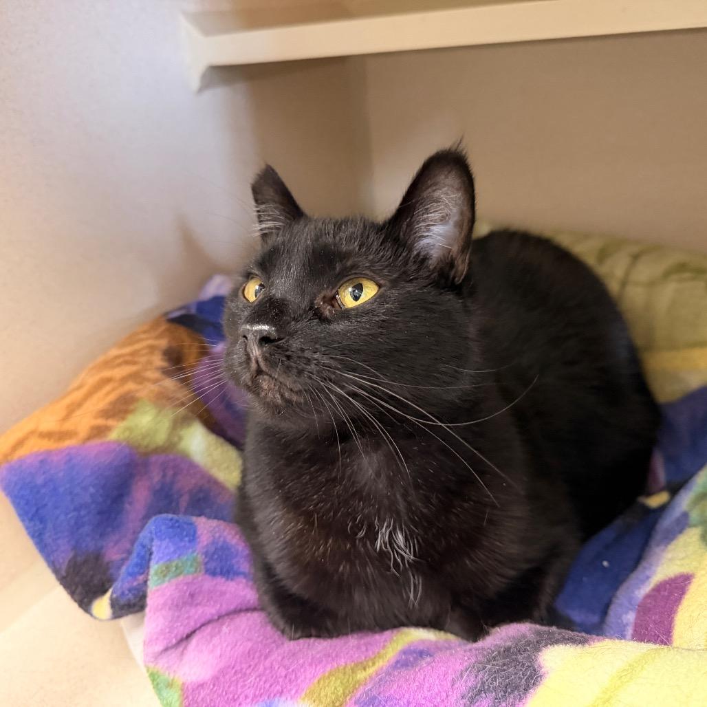 Enlarge Diva, a Adoptable Domestic Medium Hair in Pagosa Springs, CO image 6/6