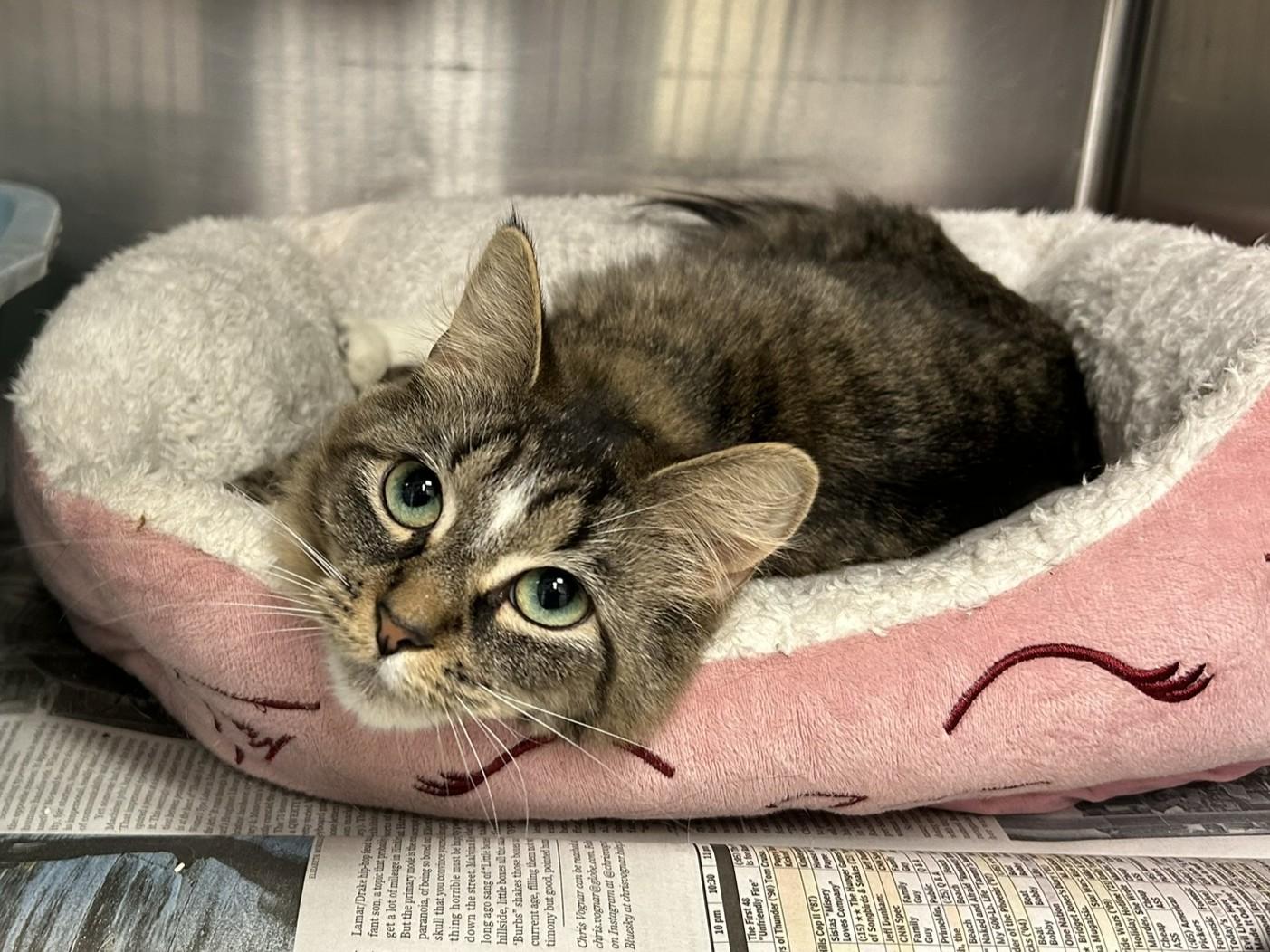 Savvy, adopted, Young Female Domestic Medium Hair.