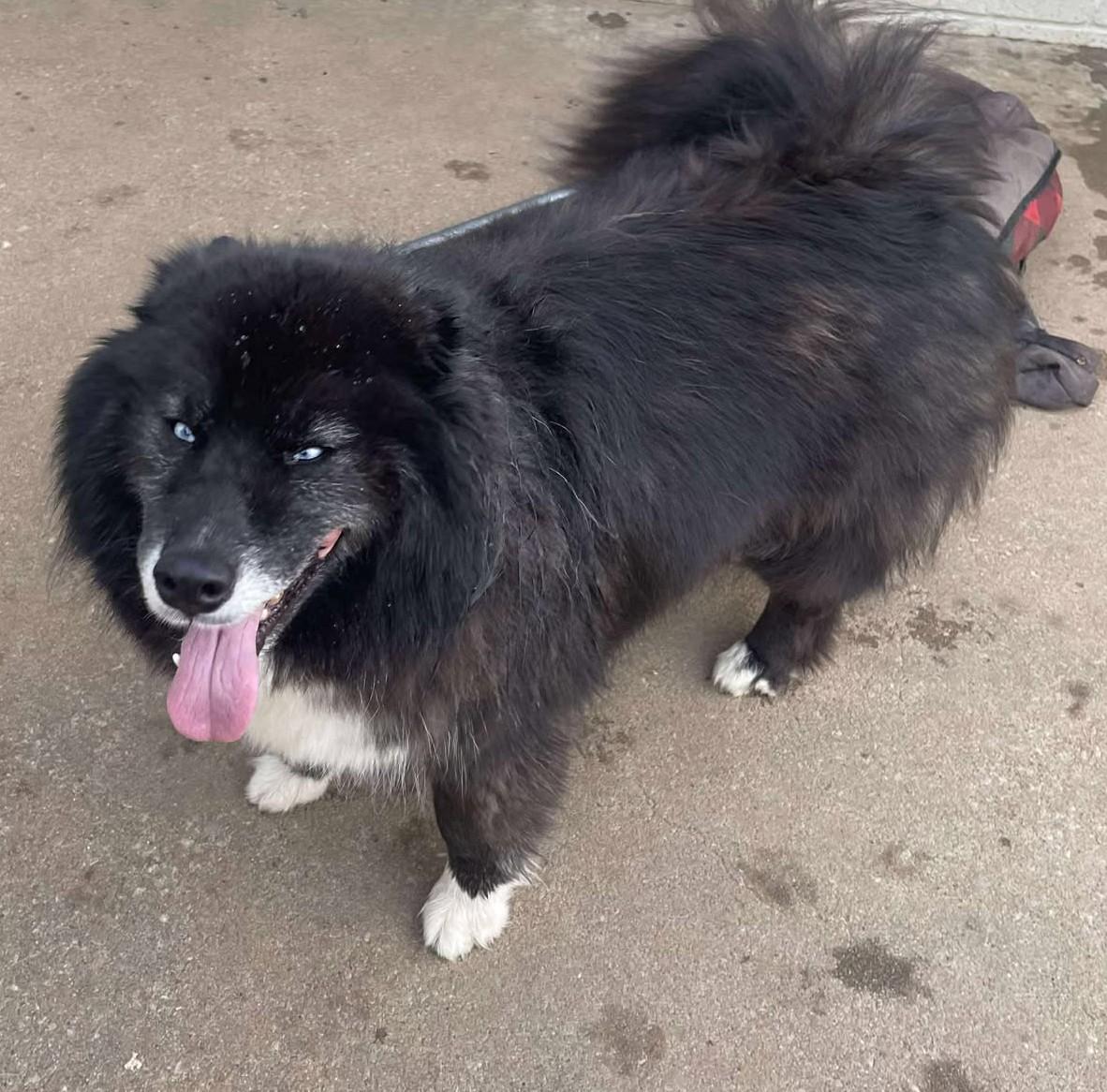 Zeldah, an adoptable Pomsky in Kiowa, OK, 74553 | Photo Image 4