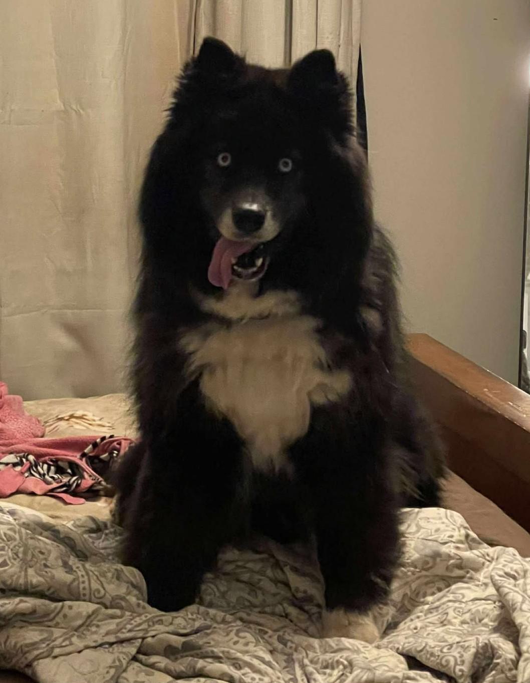 Zeldah, an adoptable Pomsky in Kiowa, OK, 74553 | Photo Image 5