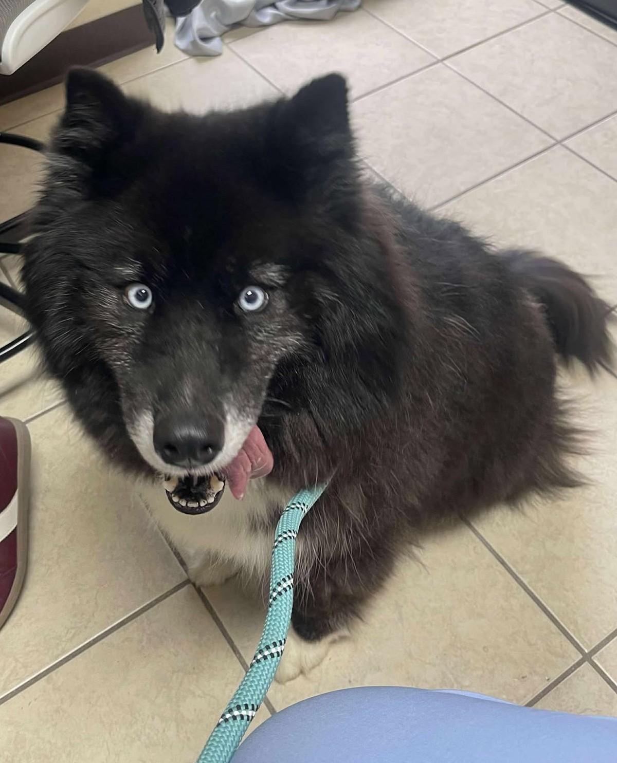 Zeldah, an adoptable Pomsky in Kiowa, OK, 74553 | Photo Image 2