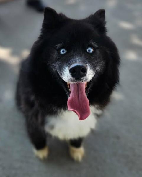 Zeldah, an adoptable Pomsky in Kiowa, OK, 74553 | Photo Image 6